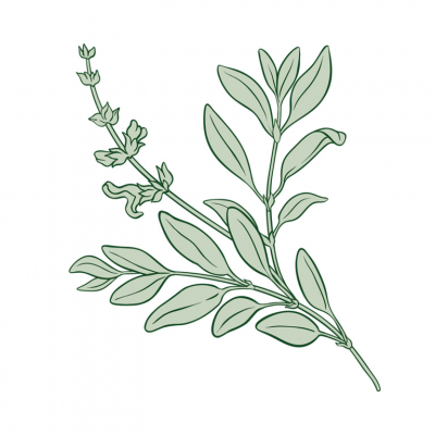 Hidden Holiday Gems: Winter Herbs That Double as Immune Boosters